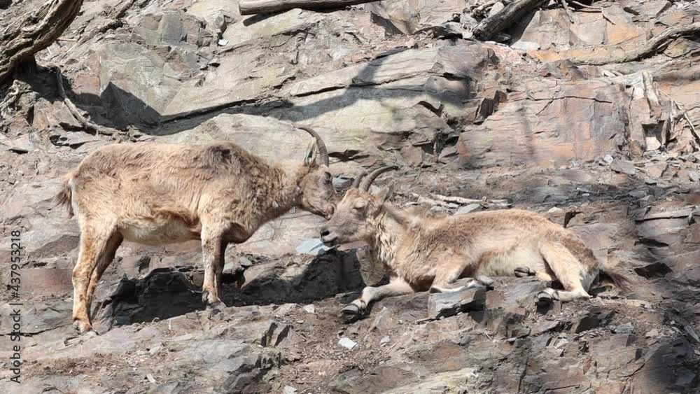 Two West Caucasian Tur in Rocky Terrain in Czech Zoo. Capra Caucasica is a Mountain-Dwelling Goat-Antelope. Two West Caucasian Tur in Rocky Terrain in Czech Zoo. Capra Caucasica is a Mountain-Dwelling Goat-Antelope.