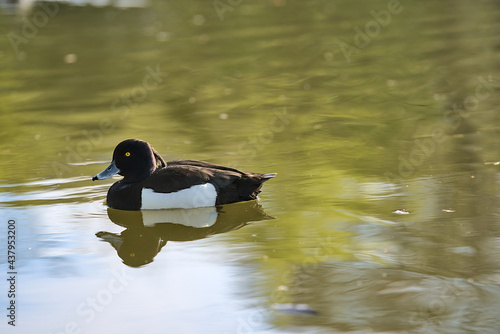 Beautiful closeup view of peaceful resting yellow-eye tufted ducks (Aythya fuligula) with reflection in pond water in Herbert Park, Dublin, Ireland. Soft and selective focus