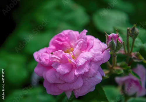 English tea rose in the garden 