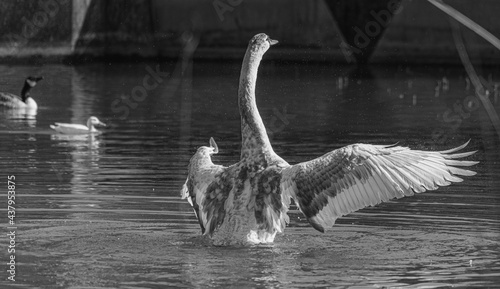 Young Mute Swan Cygnet with Grey and White Feathers washing in lake pond with wings extended into cross shape  black and white monochrome image