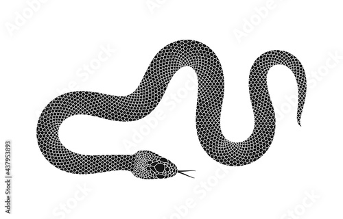 Snake logo. Isolated snake on white background