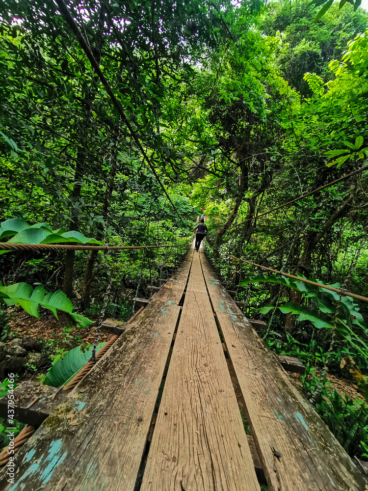 path in the forest path in the forest