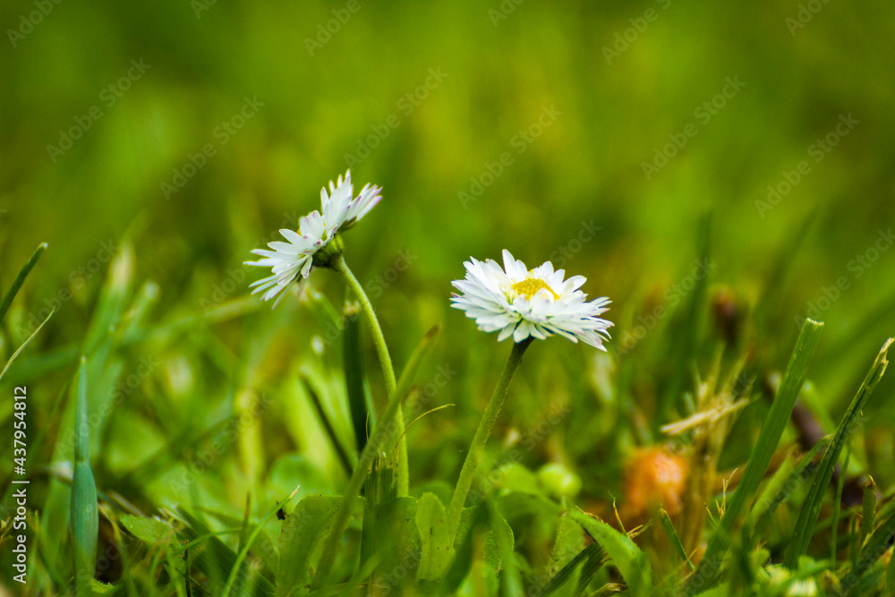 little white daisies on a green meadow - obrazy, fototapety, plakaty 