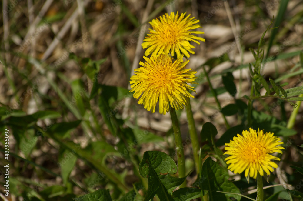 Yellow Dandelions in the Grass Yellow Dandelions in the Grass