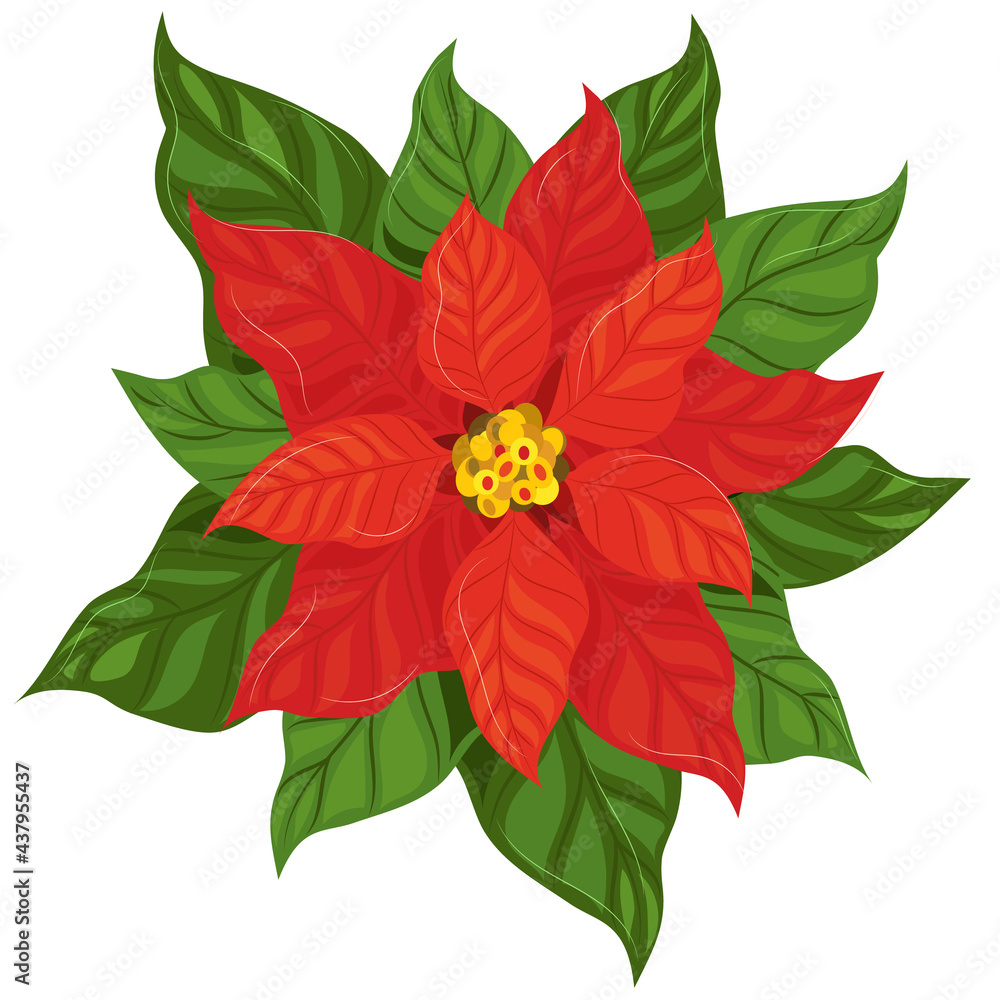 Poinsettia flower close up. Vector isolated