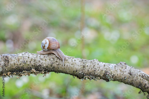 Burgundy snail (Helix pomatia) crawling on branch in forest