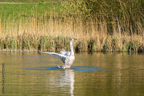 Young Mute Swan Cygnet with Grey and White Feathers washing in lake pond