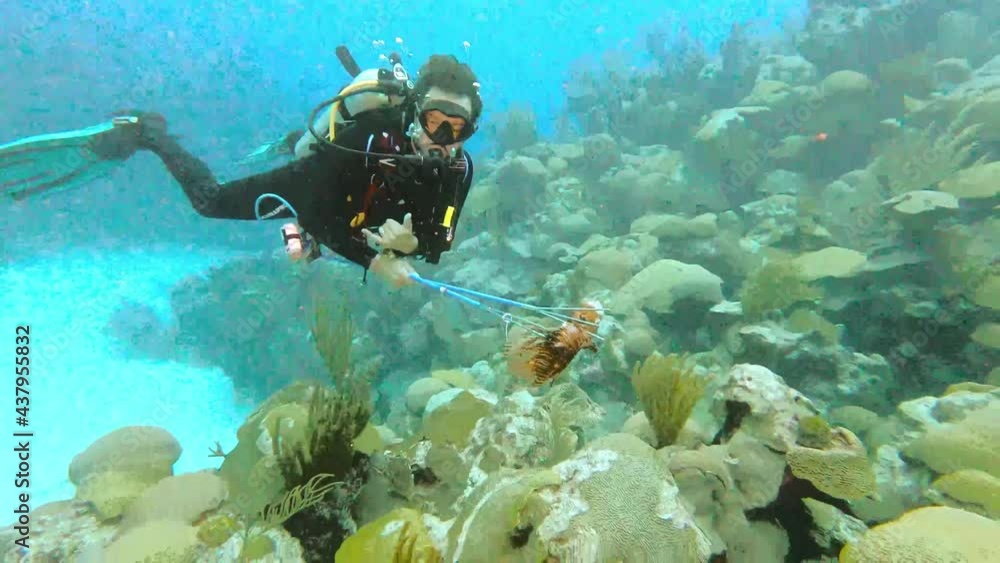 Scuba diver underwater swimming with a speared lion fish in the Bermuda reef Scuba diver underwater swimming with a speared lion fish in the Bermuda reef