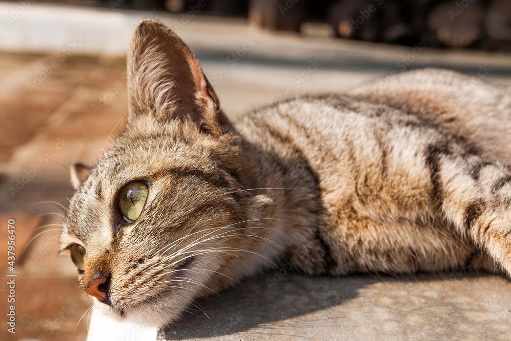 Lazy cat in a home for background	