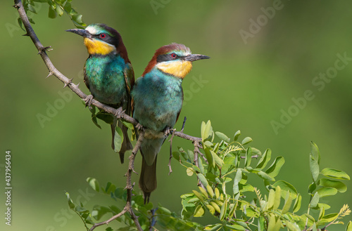 Two european Bee eaters perching on a twig © Soru Epotok