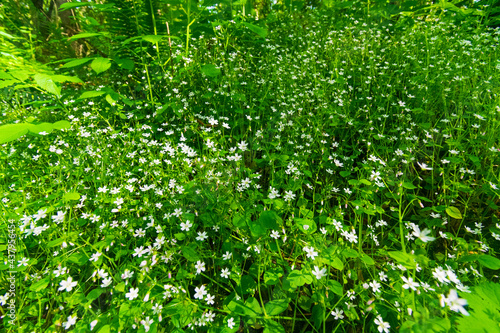 White Flowers in Lush Green Bushes