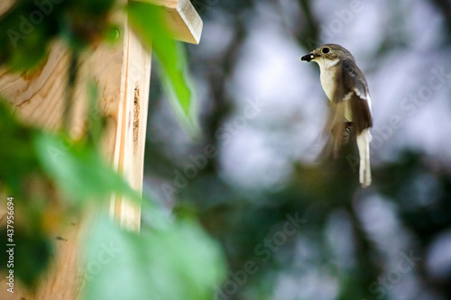 Vogel fliegt vor Nistkasten(Trauerschnäpper)