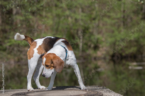 Beagle am kleinen Moorweiher photo