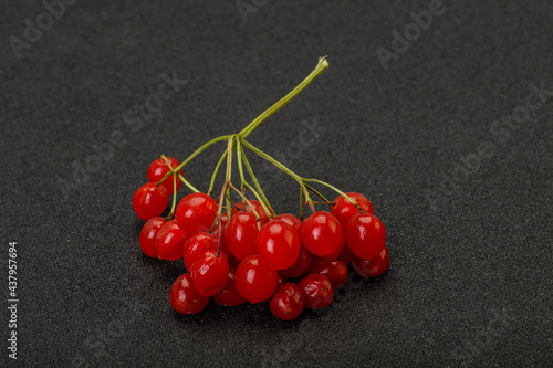 Red tasty and juicy Viburnum berries