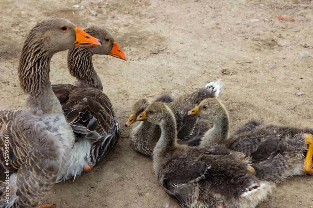 Obraz premium Goose family