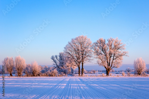 Some very beautiful trees stand on the edge of a field.