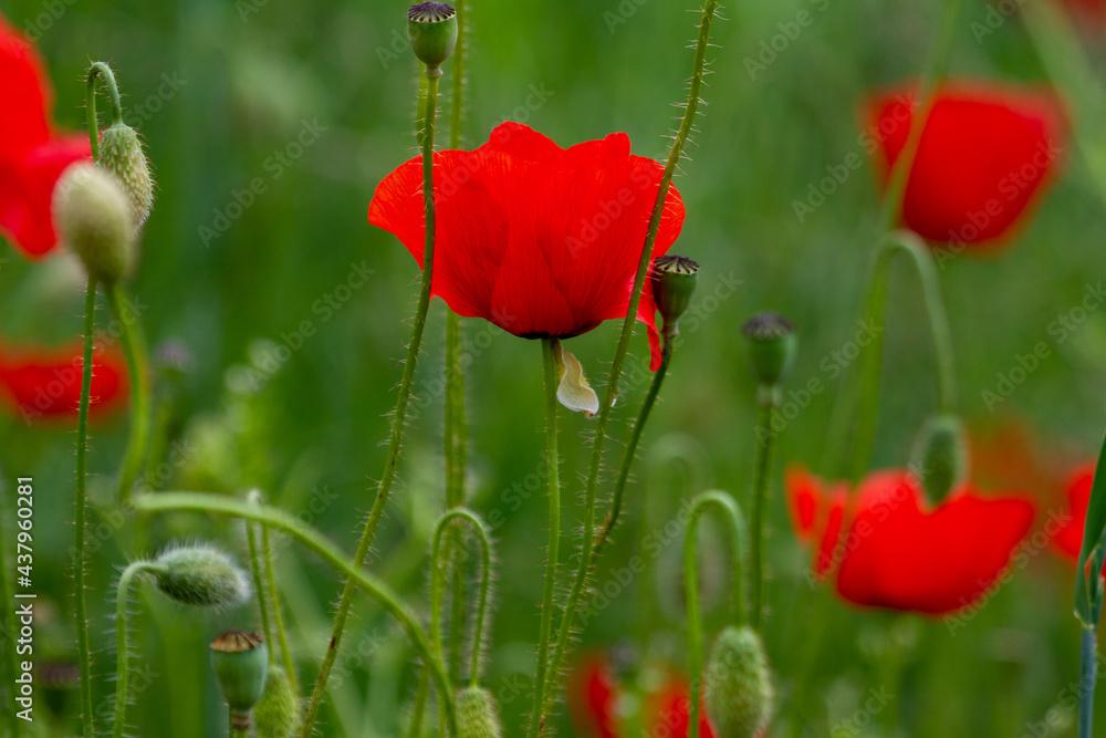 Obraz premium Klatschmohn in Blüte