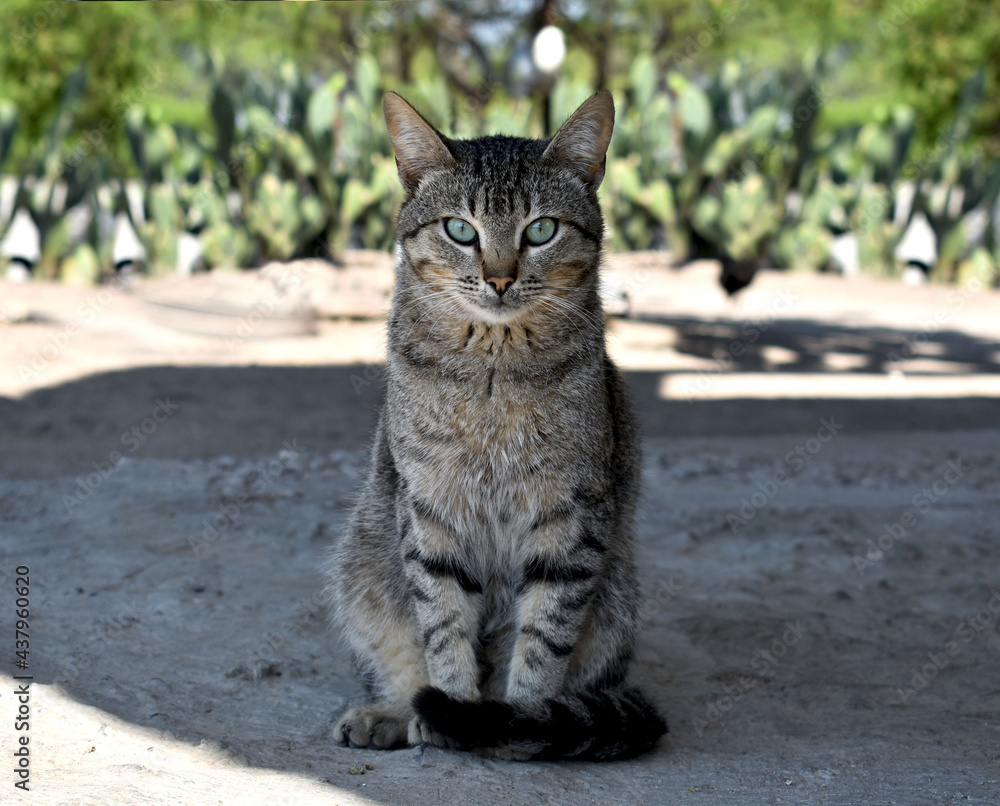 Gato gris posando a la cámara Gato gris posando a la cámara