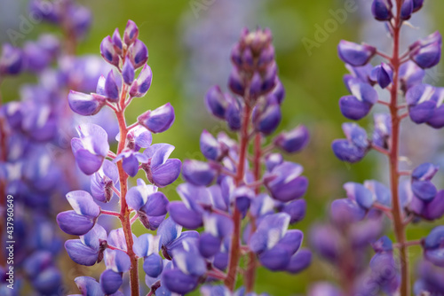 Macro wild violet lupine flowers blooming in prairie restoration
