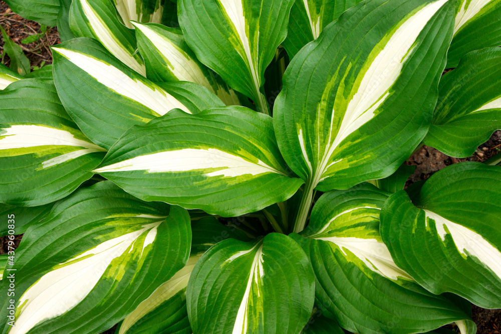Obraz premium Hosta.White-green leaves of hosta. Gardening. Bush of hosta. Close up green leaves. Plants background. Summer plants and flowers