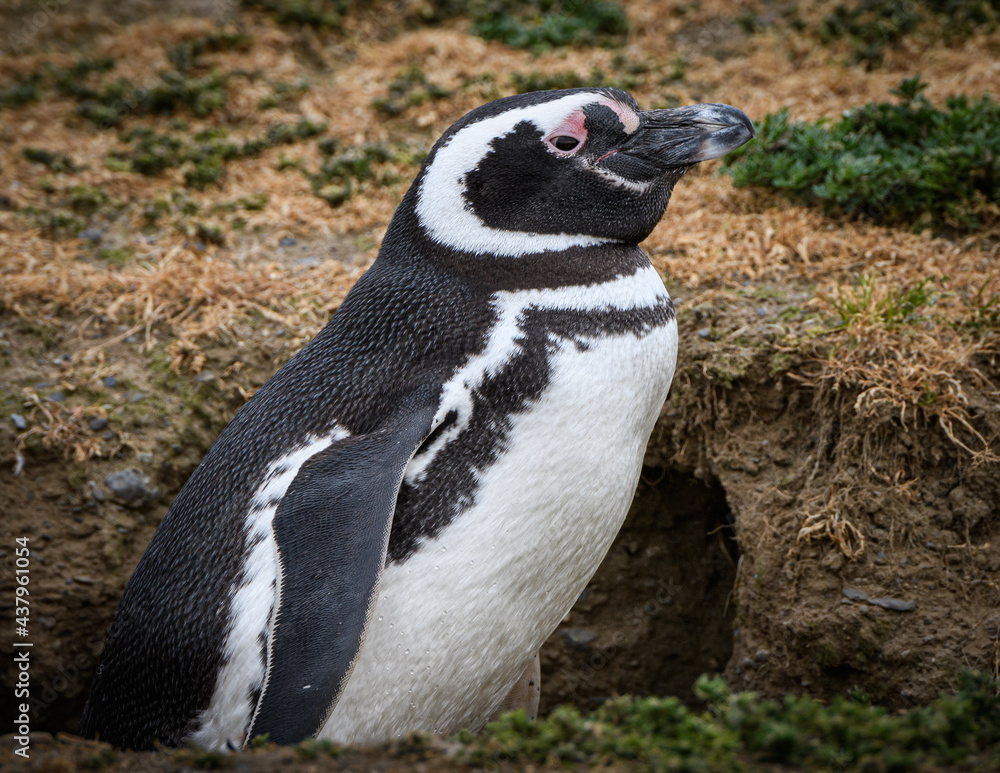 Obraz premium Magellanic penguins