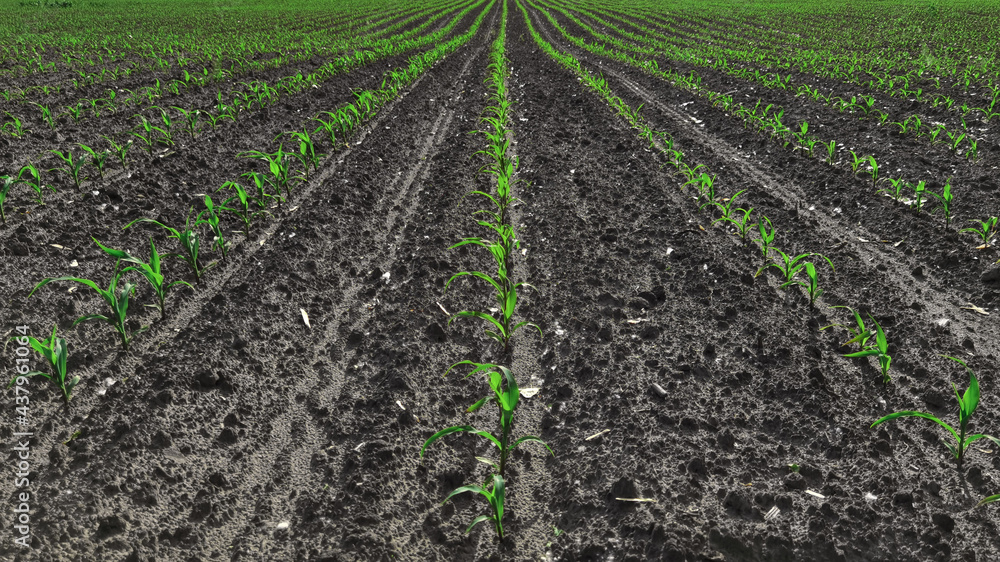 The growth and development of corn plants. The growth and development of corn plants.