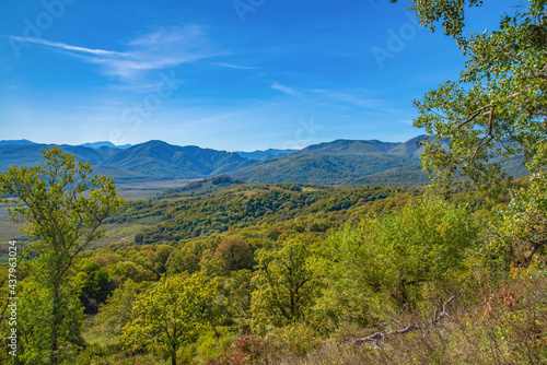 forest in the mountains