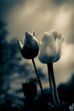 Stimmungsvolles, surreales Blumenmeer aus Tulpen als emotionale Dekoraton im Jenseits - Trauer und Tod - Ein Hauch von Emotionen beim Nachdenken - Stillleben in der Selbstreflexion