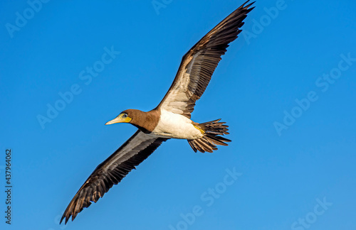 Tropical seabird flying with open wings and blue sky behind © Fred Pinheiro