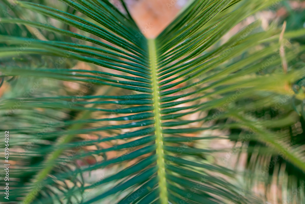 Obraz premium Coconut leaf