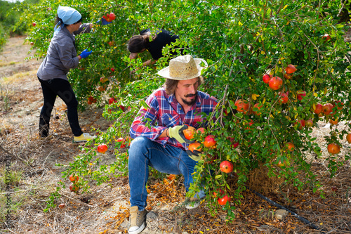 Portrait of positive gardener gathering crop of ripe pomegranate fruits in orchard on sunny day