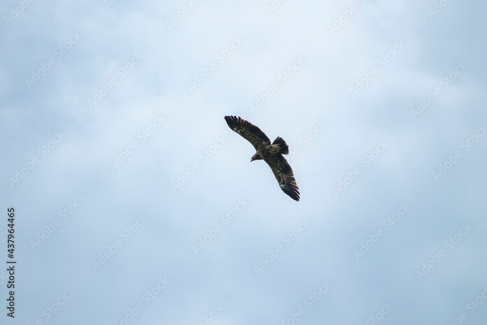 sky, bird, blue, flying, seagull, fly, clouds, flight, cloud, nature, gull, birds, freedom, airplane, wings, air, white, plane, wing, sea, wildlife, eagle, animal, light sky, bird, blue, flying, seagull, fly, clouds, flight, cloud, nature, gull, birds, freedom, airplane, wings, air, white, plane, wing, sea, wildlife, eagle, animal, light
