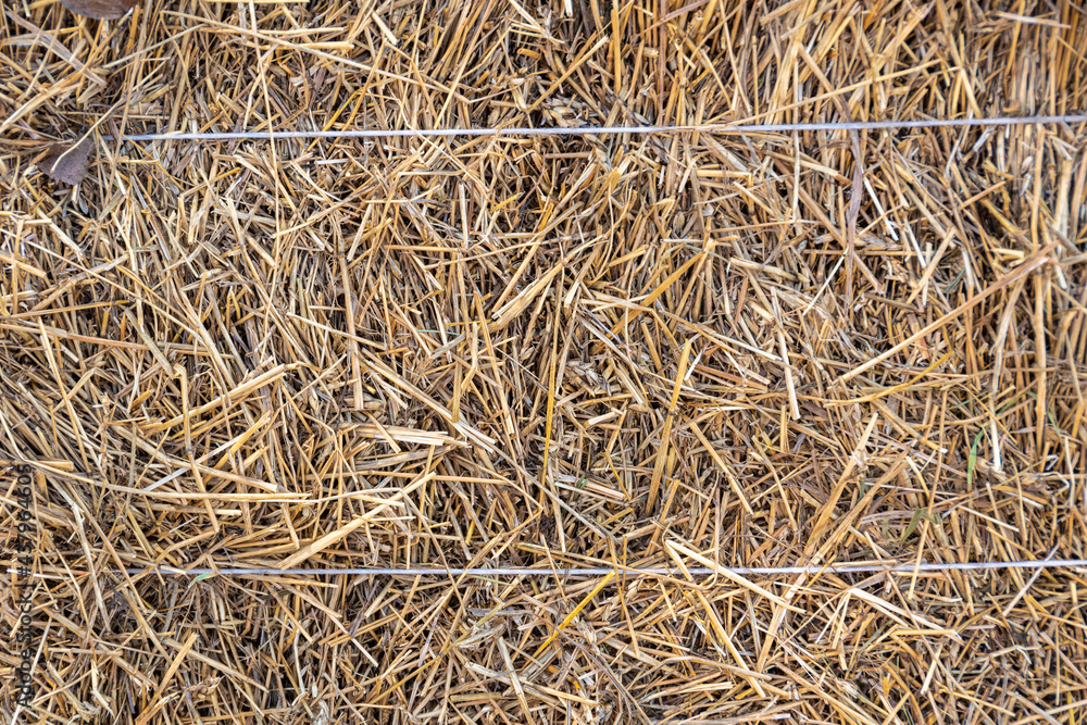 Hay texture. Front view of a bale of hay as an agricultural farm and an agricultural symbol of harvest time with dried grass straw as a knitted tied haystack. Shavuot holiday, harvest, hay background. Hay texture. Front view of a bale of hay as an agricultural farm and an agricultural symbol of harvest time with dried grass straw as a knitted tied haystack. Shavuot holiday, harvest, hay background.