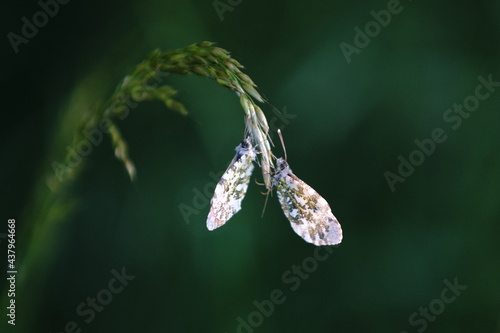 butterfly on a leaf