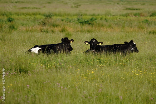 cows in a field