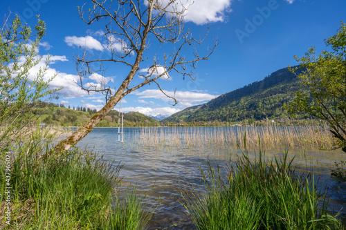 tranquil landscape in early...