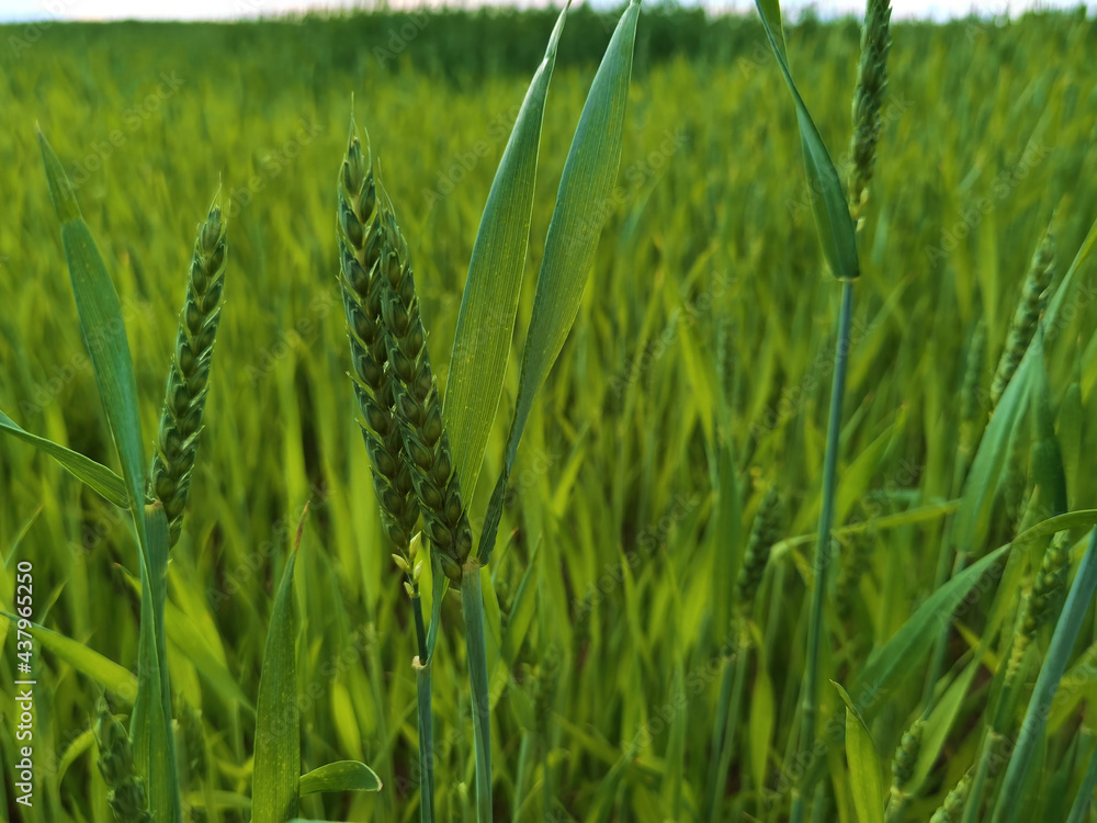 fresh green wheat field during summer day. fresh green wheat field during summer day.