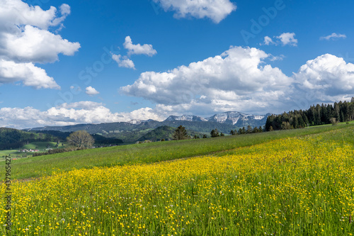 beatiful mountain landscape with yellow blooming meadows   snowcapped mountains and blue sky with Nagelfluh mountain chaie an Mount Hochgrat  Allgaeu area near Oberstaufen  Bavaria