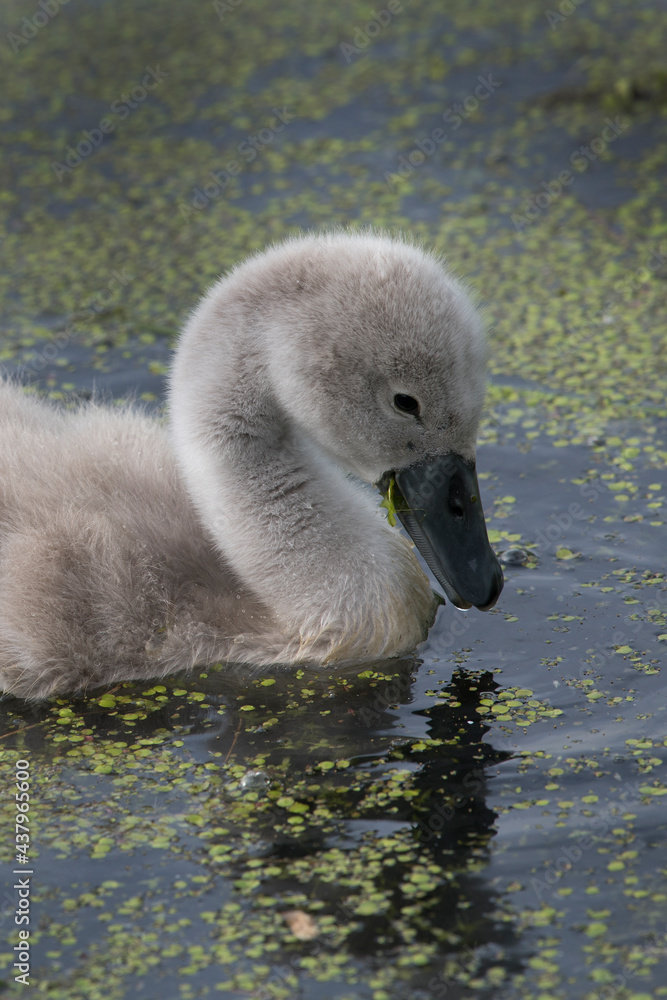 Cygnet Mute swan