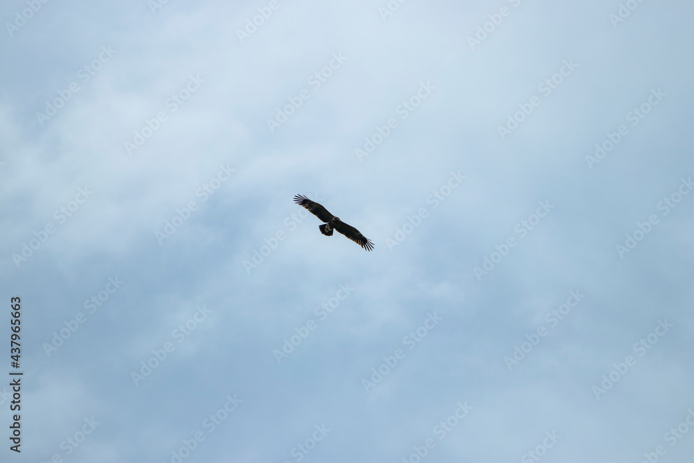 sky, bird, blue, flying, seagull, fly, clouds, flight, cloud, nature, gull, birds, freedom, airplane, wings, air, white, plane, wing, sea, wildlife, eagle, animal, light