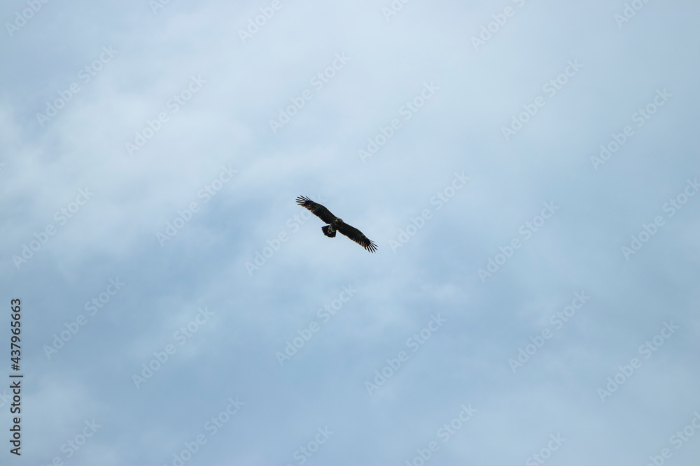 sky, bird, blue, flying, seagull, fly, clouds, flight, cloud, nature, gull, birds, freedom, airplane, wings, air, white, plane, wing, sea, wildlife, eagle, animal, light sky, bird, blue, flying, seagull, fly, clouds, flight, cloud, nature, gull, birds, freedom, airplane, wings, air, white, plane, wing, sea, wildlife, eagle, animal, light