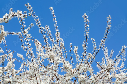 Beautiful blossoming tree outdoors on spring day © Pixel-Shot