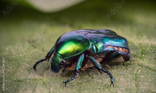 A green rose chafer sits on a green leaf. Selective focus.
