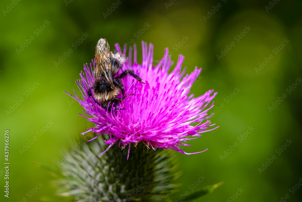 Wet bumblebee collects nectar on pink sow thistle flower Wet bumblebee collects nectar on pink sow thistle flower