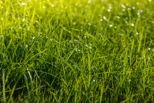 Wallpaper Mural Background with green grass with drops after rain Torontodigital.ca