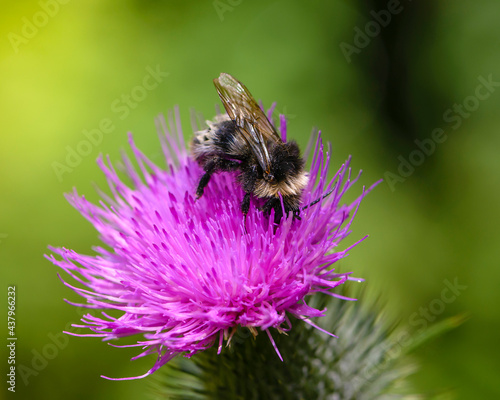 Wallpaper Mural Wet bumblebee collects nectar on pink sow thistle flower Torontodigital.ca