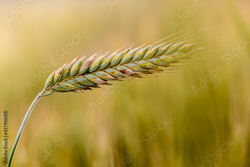 Wallpaper Mural Spikes of ripe rye on the field on sunny day Torontodigital.ca