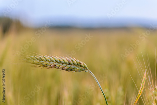 Wallpaper Mural Spikes of ripe rye on the field on sunny day Torontodigital.ca