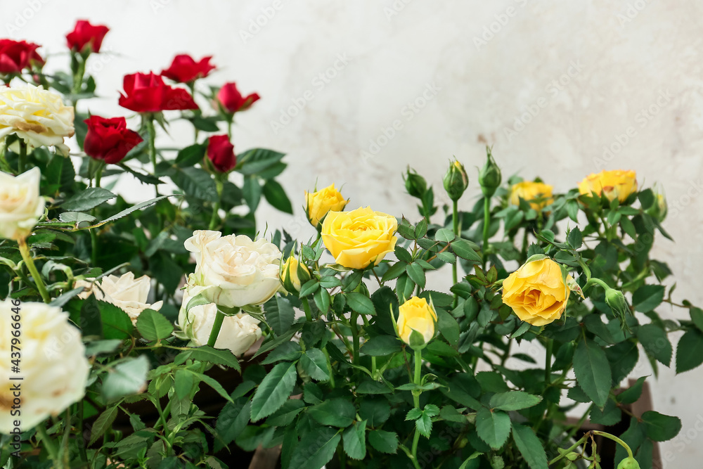 Beautiful roses in pots on light background, closeup