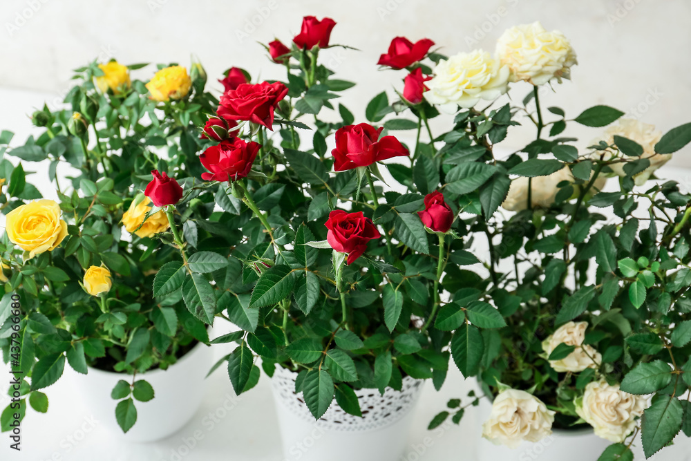Beautiful roses in pots on light background Beautiful roses in pots on light background